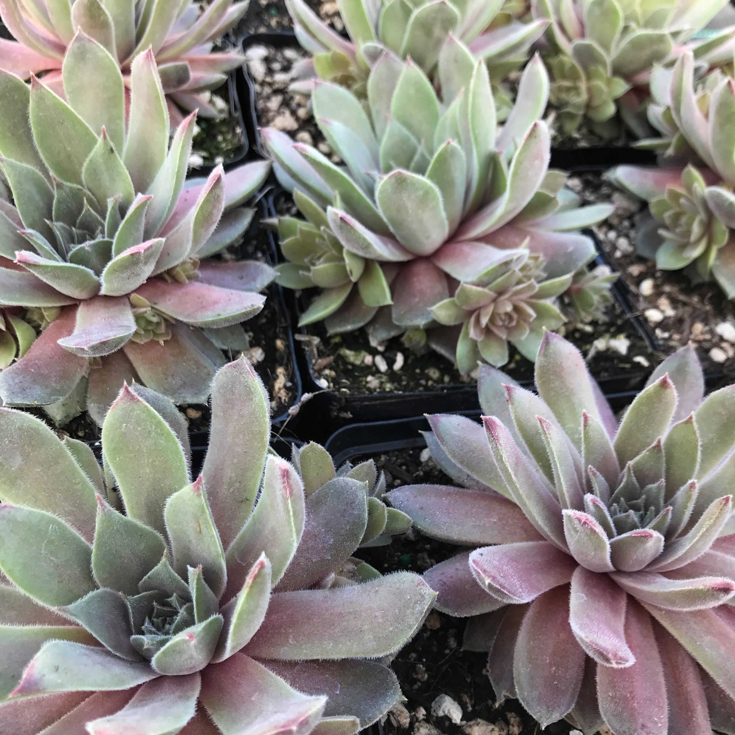 Sempervivum Chick Charms® 'Silver Suede'™ (3.5" Pot) - Image 2