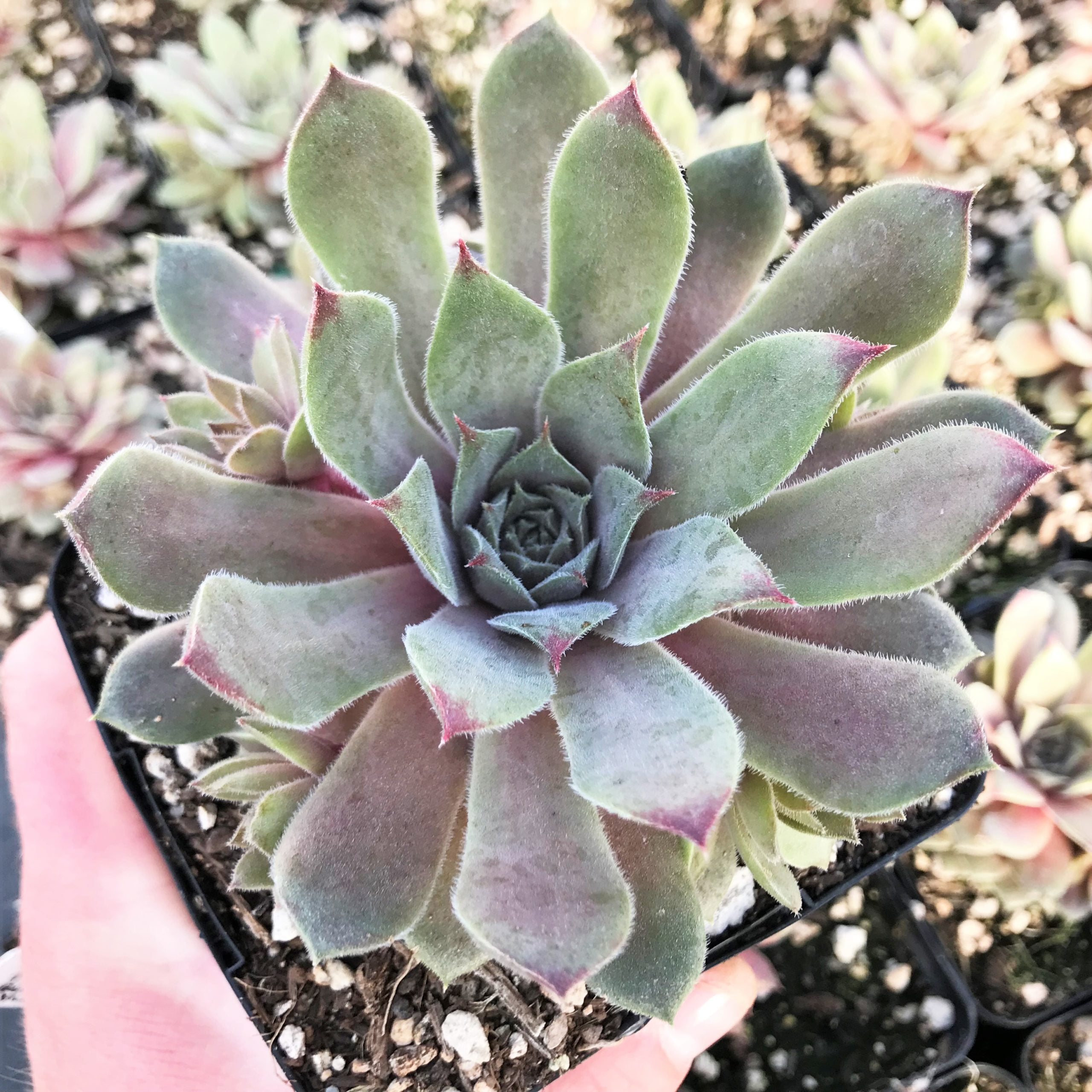 Sempervivum Chick Charms® 'Silver Suede'™ (3.5" Pot)