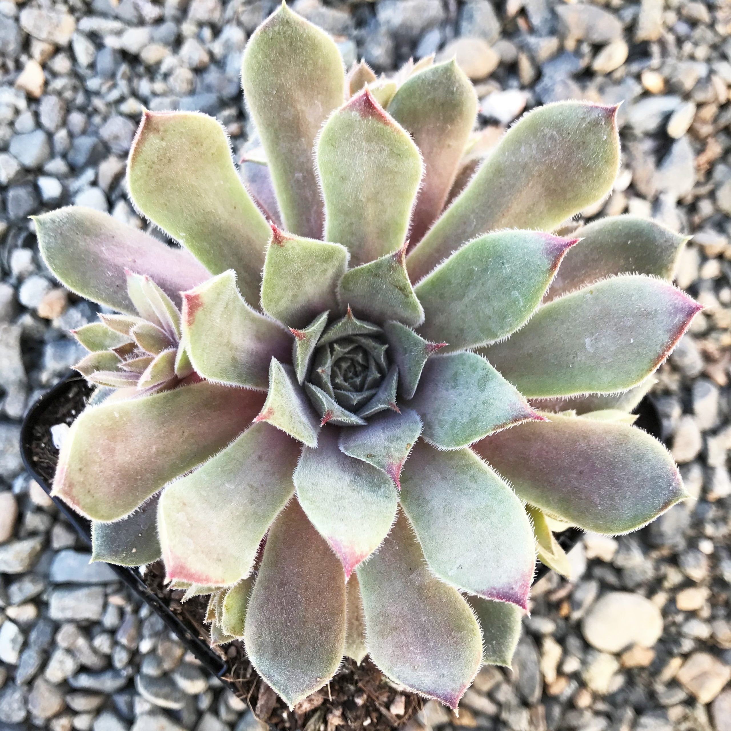 Sempervivum Chick Charms® 'Silver Suede'™ (3.5" Pot) - Image 3