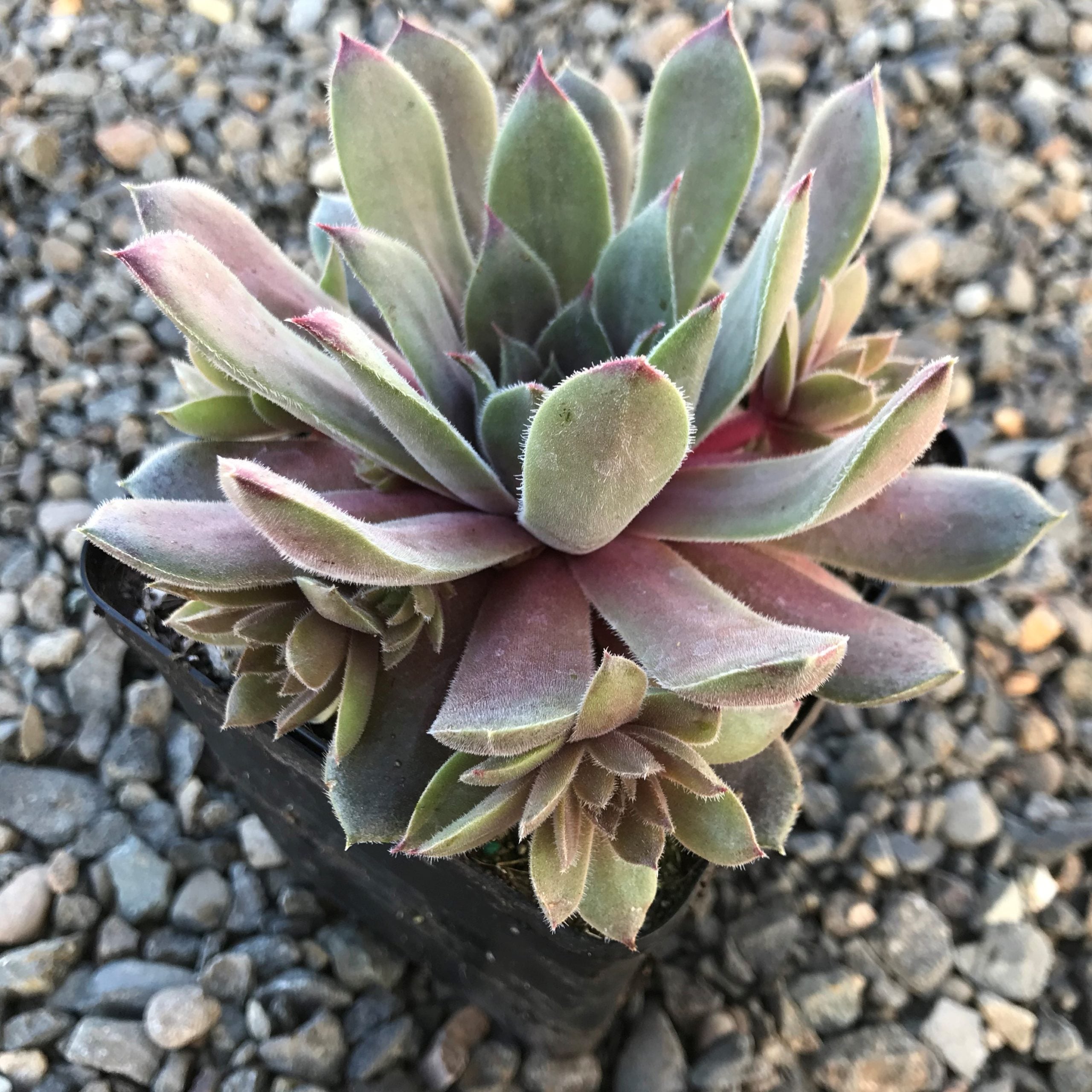 Sempervivum Chick Charms® 'Silver Suede'™ (3.5" Pot) - Image 4