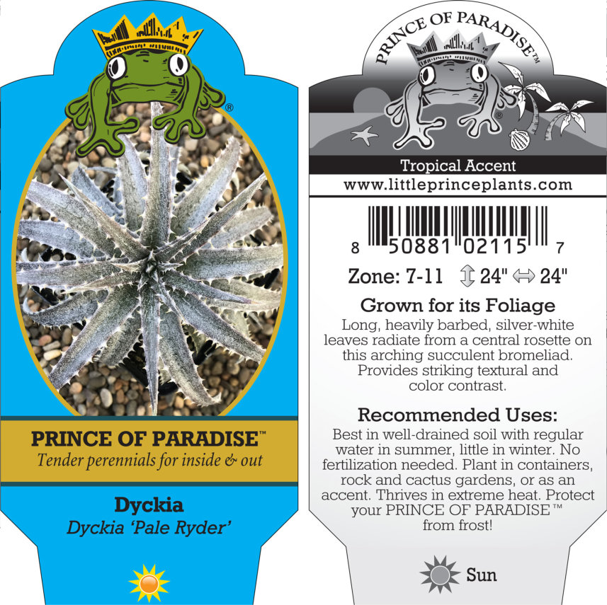 Dyckia 'Pale Ryder' (4.5" Pot) - Image 5