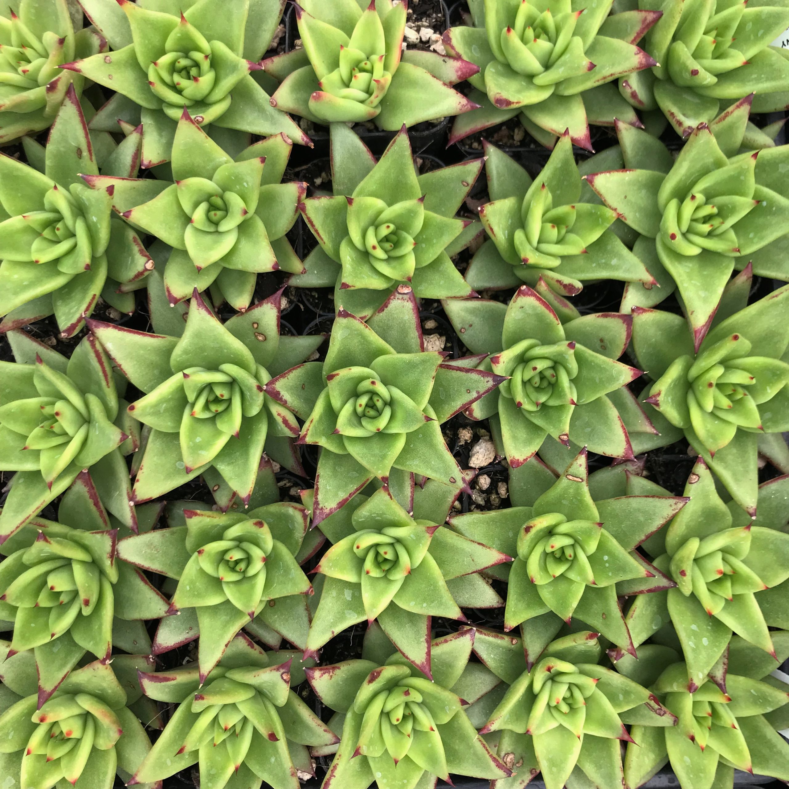 Echeveria agavoides 'Ebony' (2" Pot) - Image 5