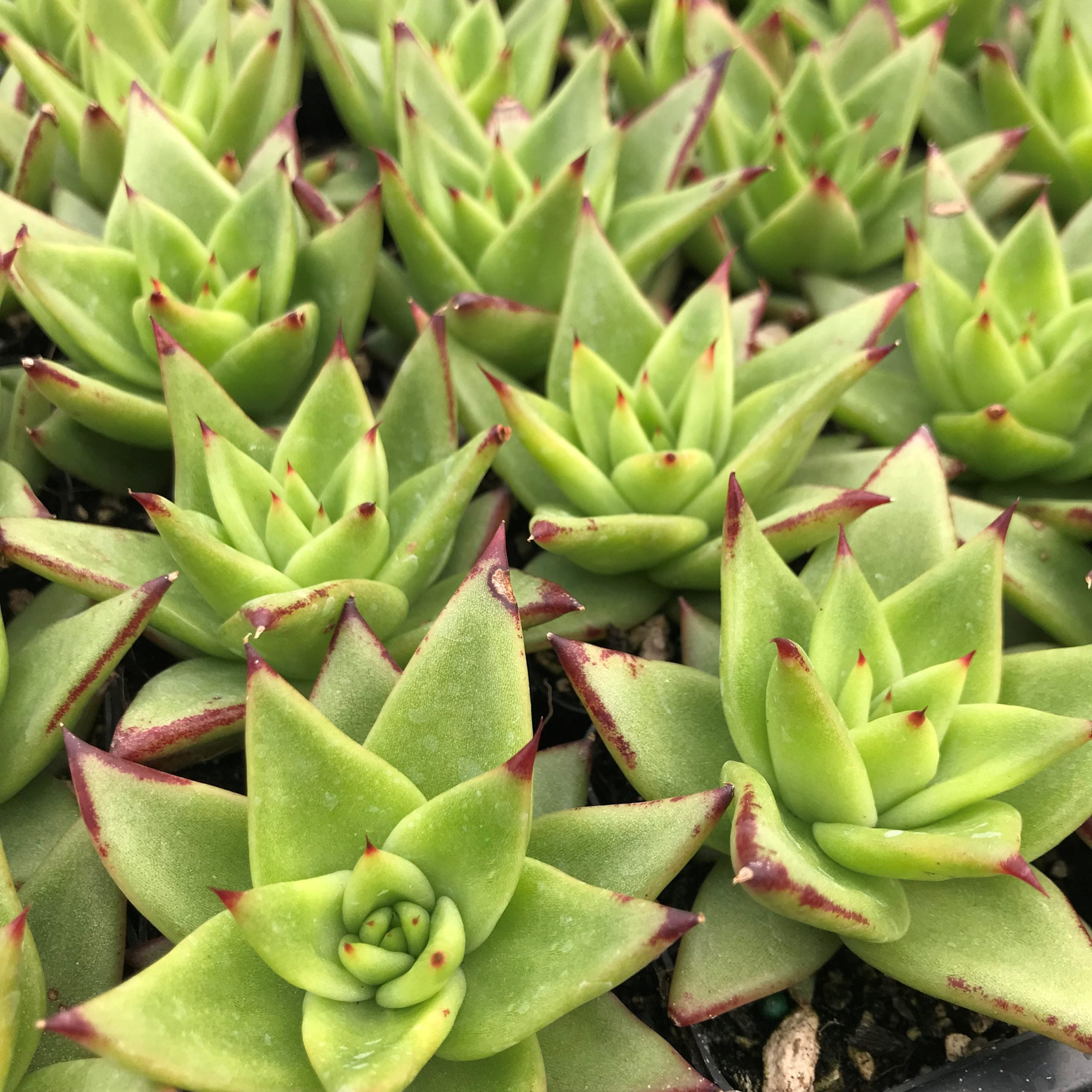 Echeveria agavoides 'Ebony' (2" Pot) - Image 4
