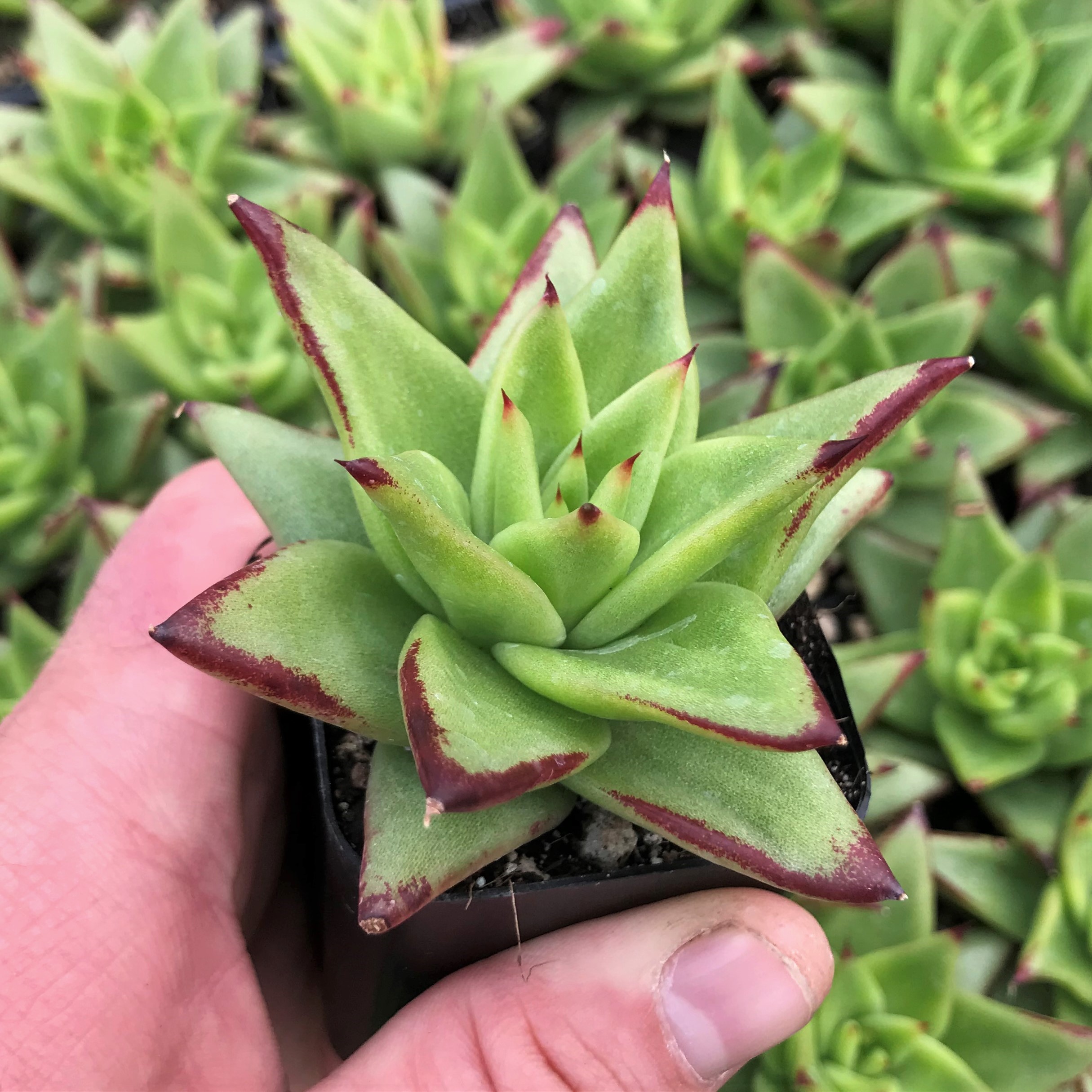 Echeveria agavoides 'Ebony' (2" Pot) - Image 2