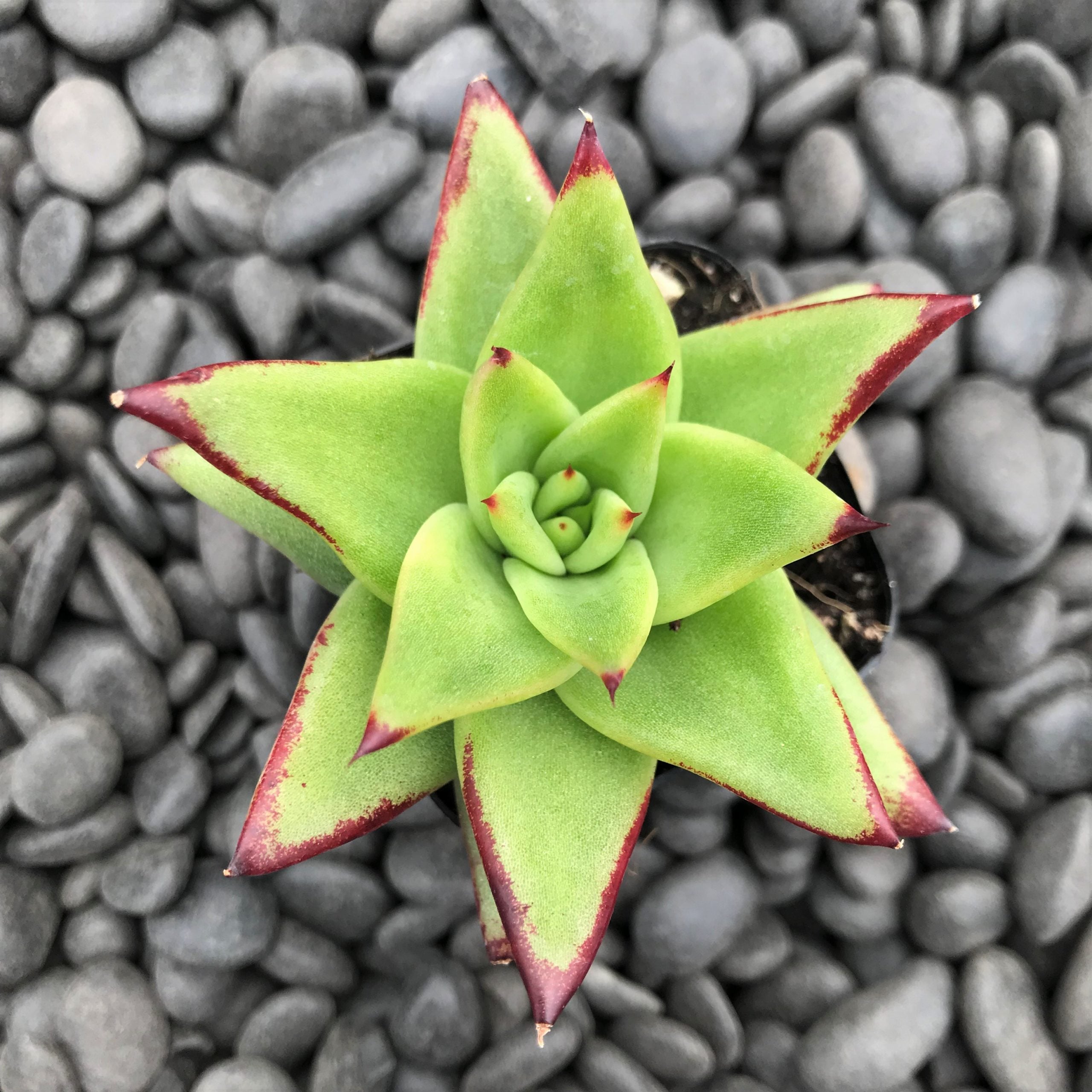 Echeveria agavoides 'Ebony' (2" Pot) - Image 3