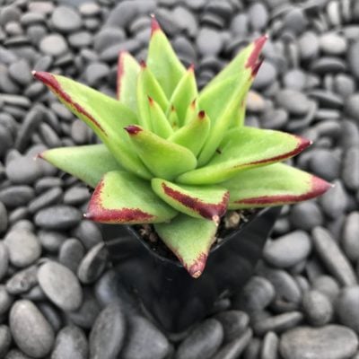 Echeveria agavoides 'Ebony' (2" Pot)