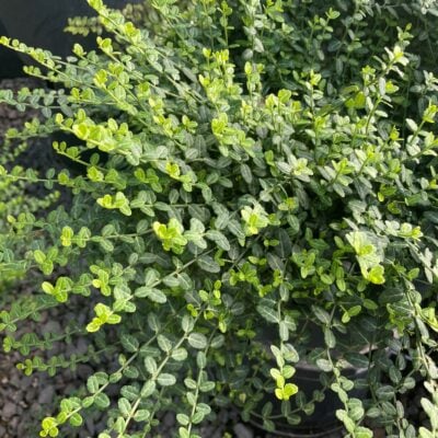 Euonymus fortunei 'Kewensis' - Miniature Wintercreeper (3.5" Pot)