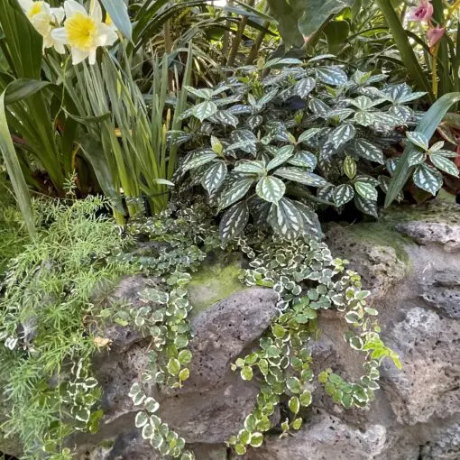 Ficus pumila 'Variegata' - Variegated Creeping Fig (4.5" Pot) | Little  Prince of Oregon Nursery