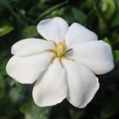 Gardenia 'Kleim's Hardy' (4.5" Pot)