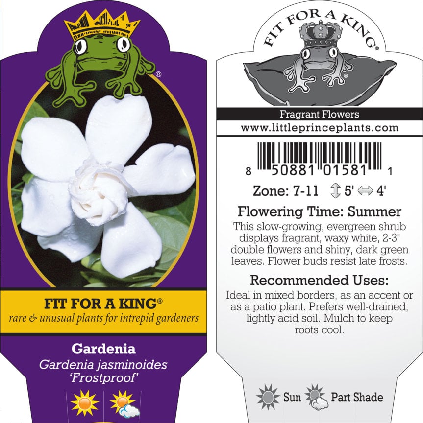 Gardenia jasminoides 'Frostproof' - Cape Jasmine (4.5" Pot) - Image 7
