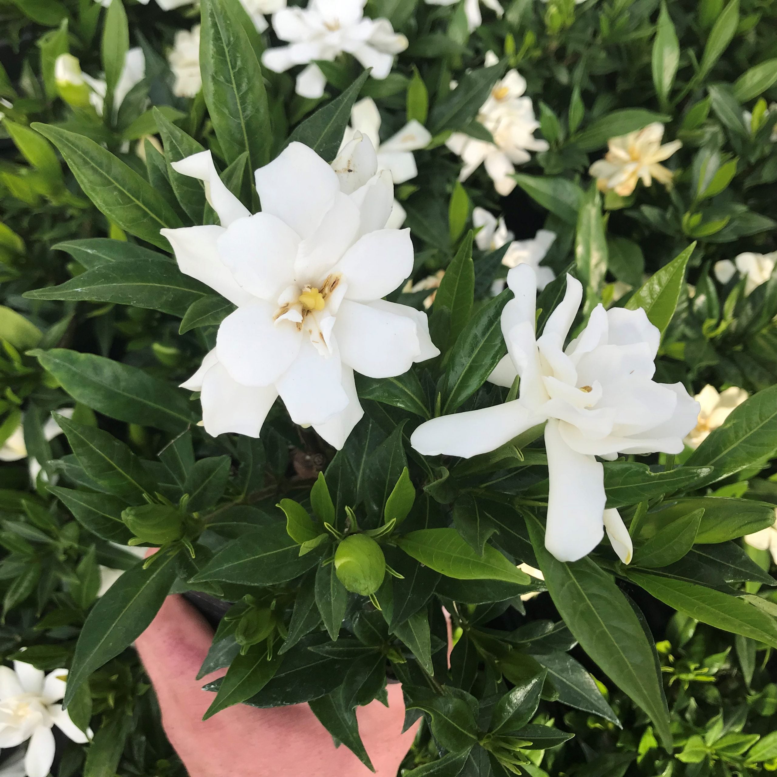 Gardenia jasminoides 'Frostproof' - Cape Jasmine (4.5" Pot) - Image 2