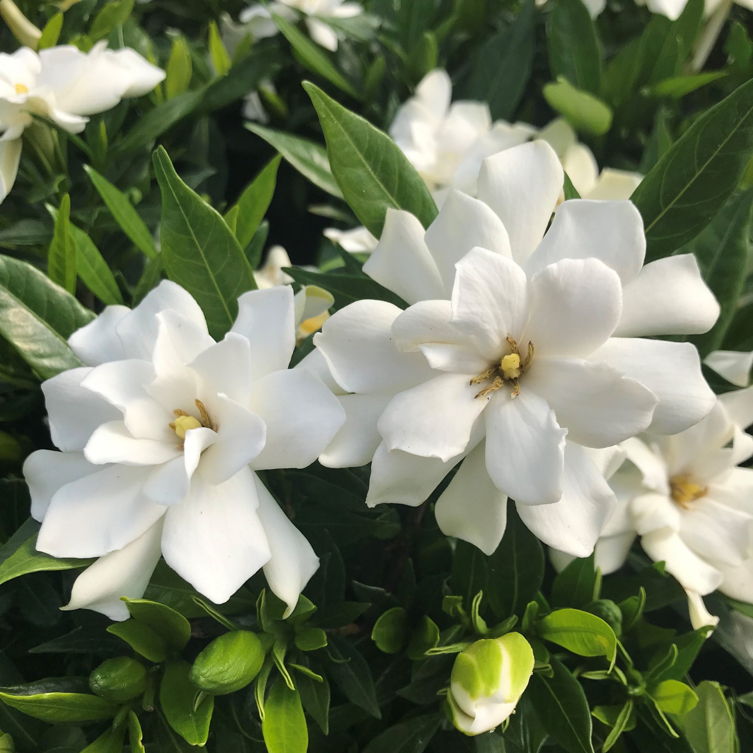 Gardenia jasminoides 'Frostproof' - Cape Jasmine (4.5" Pot)