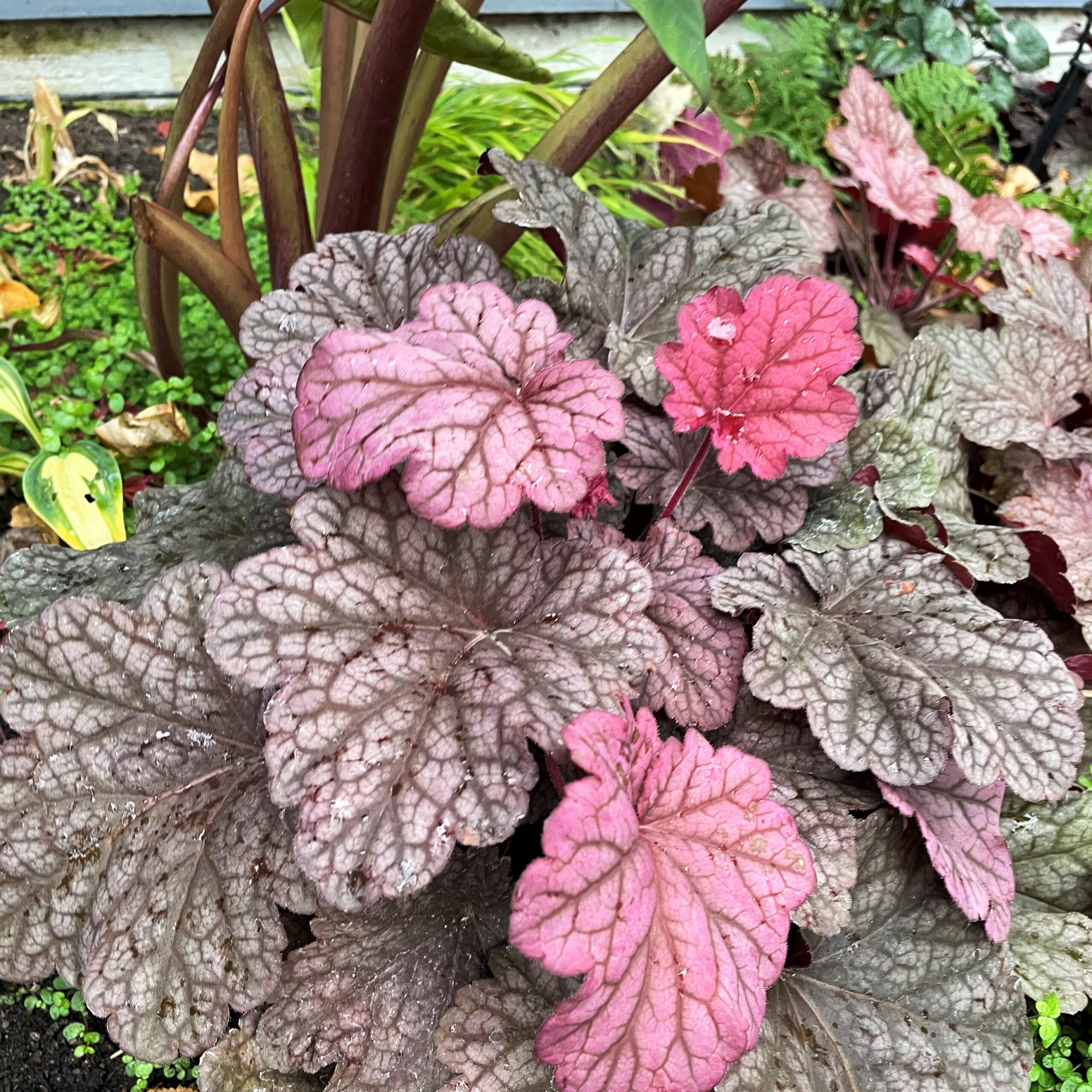 Heuchera 'Carnival Rose Granita'- Coral Bells (4.5