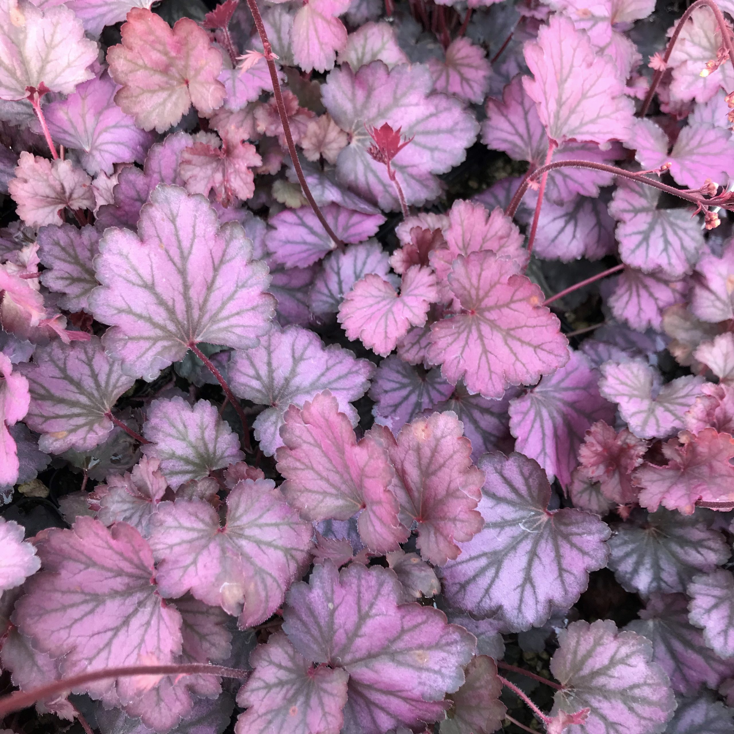 Heuchera 'Carnival Rose Granita'- Coral Bells (4.5" Pot) - Image 2