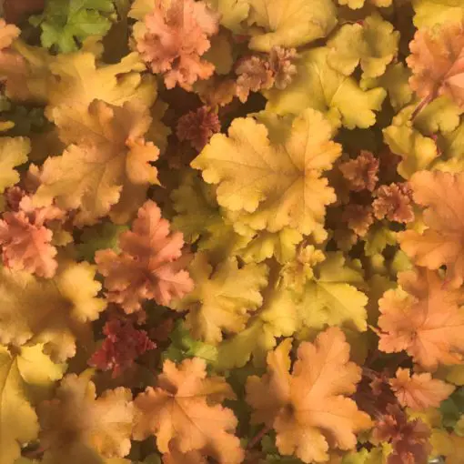 Heuchera 'Marmalade'- Coral Bells (4.5" Pot) | Little Prince of Oregon  Nursery