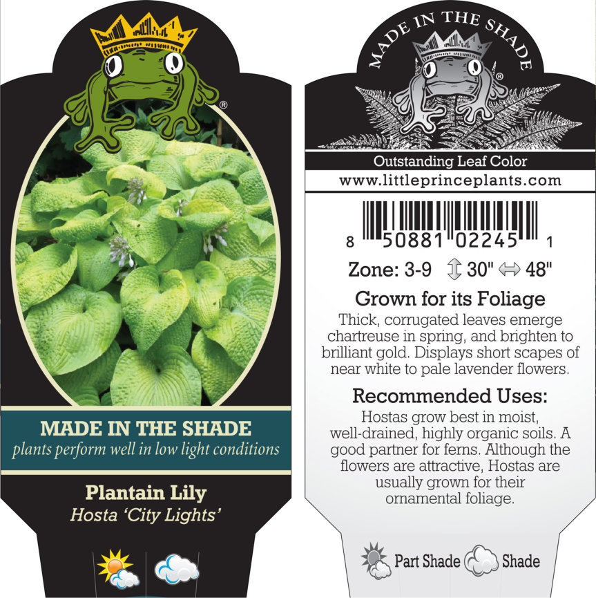 Hosta 'City Lights' - Plantain Lily (3.5" Pot) - Image 6