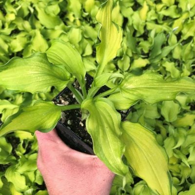 Hosta 'Emerald Ruff Cut' - Plantain Lily (3.5" Pot)