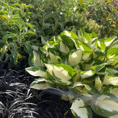 Hosta 'Fire and Ice' - Plantain Lily (3.5" Pot)