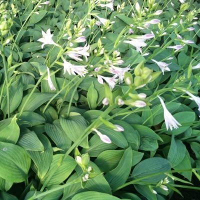 Hosta 'Fragrant Blue' - Plantain Lily (3.5" Pot)