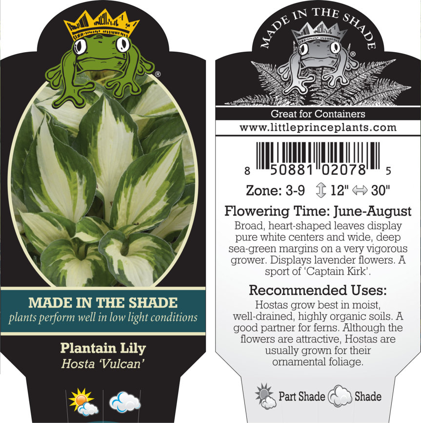 Hosta 'Vulcan' - Plantain Lily (3.5" Pot) - Image 5