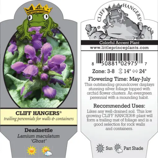 artichoke plant varieties Jerusalem Artichoke Tubers for Planting - Aurora Rose