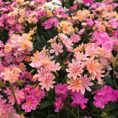 Lewisia cotyledon 'Rainbow' - Bitter Root (4.5" Pot)