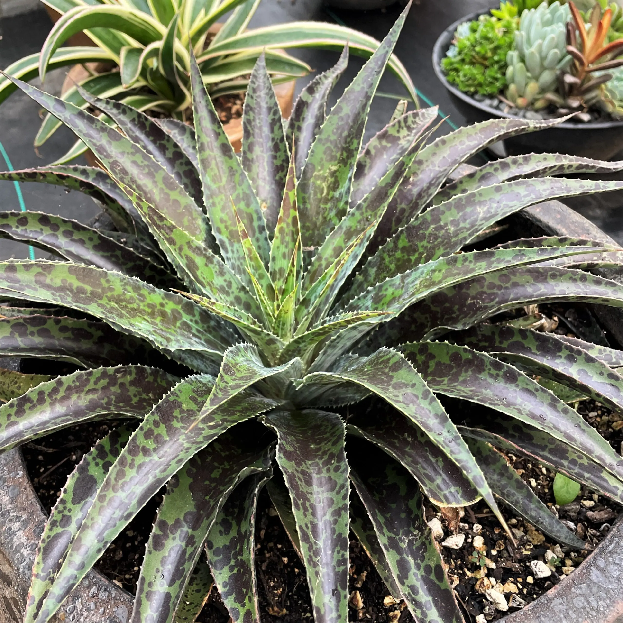 Freckles & Speckles Mangave – Starter Plant, Agave/Manfreda Hybrid, Rare Succulent, Great Colors