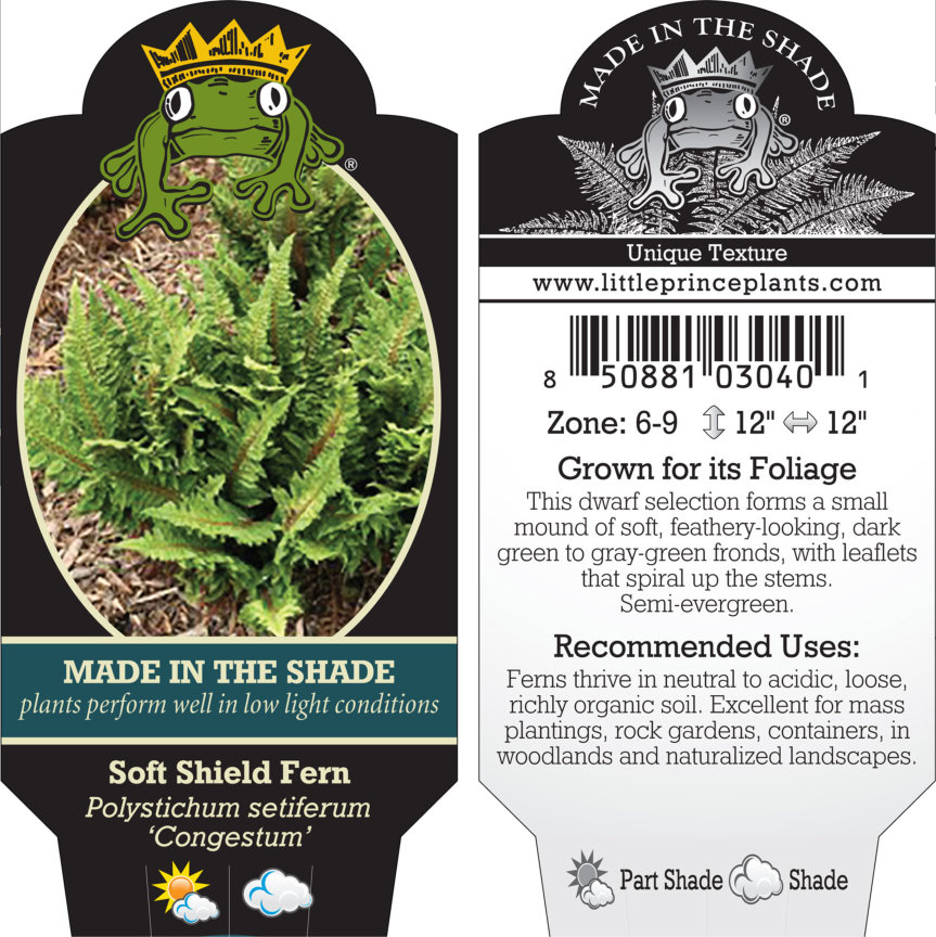 Polystichum setiferum 'Congestum' - Soft Shield Fern (3.5" Pot) - Image 6