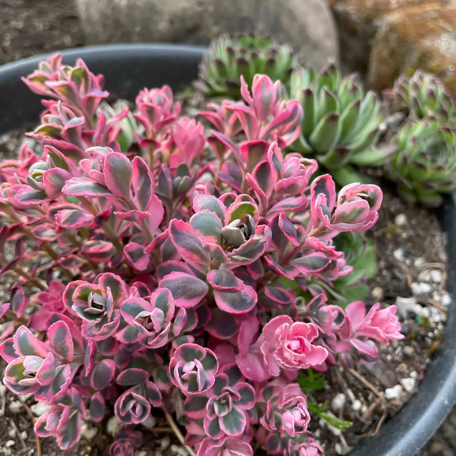Sedum Sunsparkler® Dream Dazzler PP# 31,227- Stonecrop (3.5