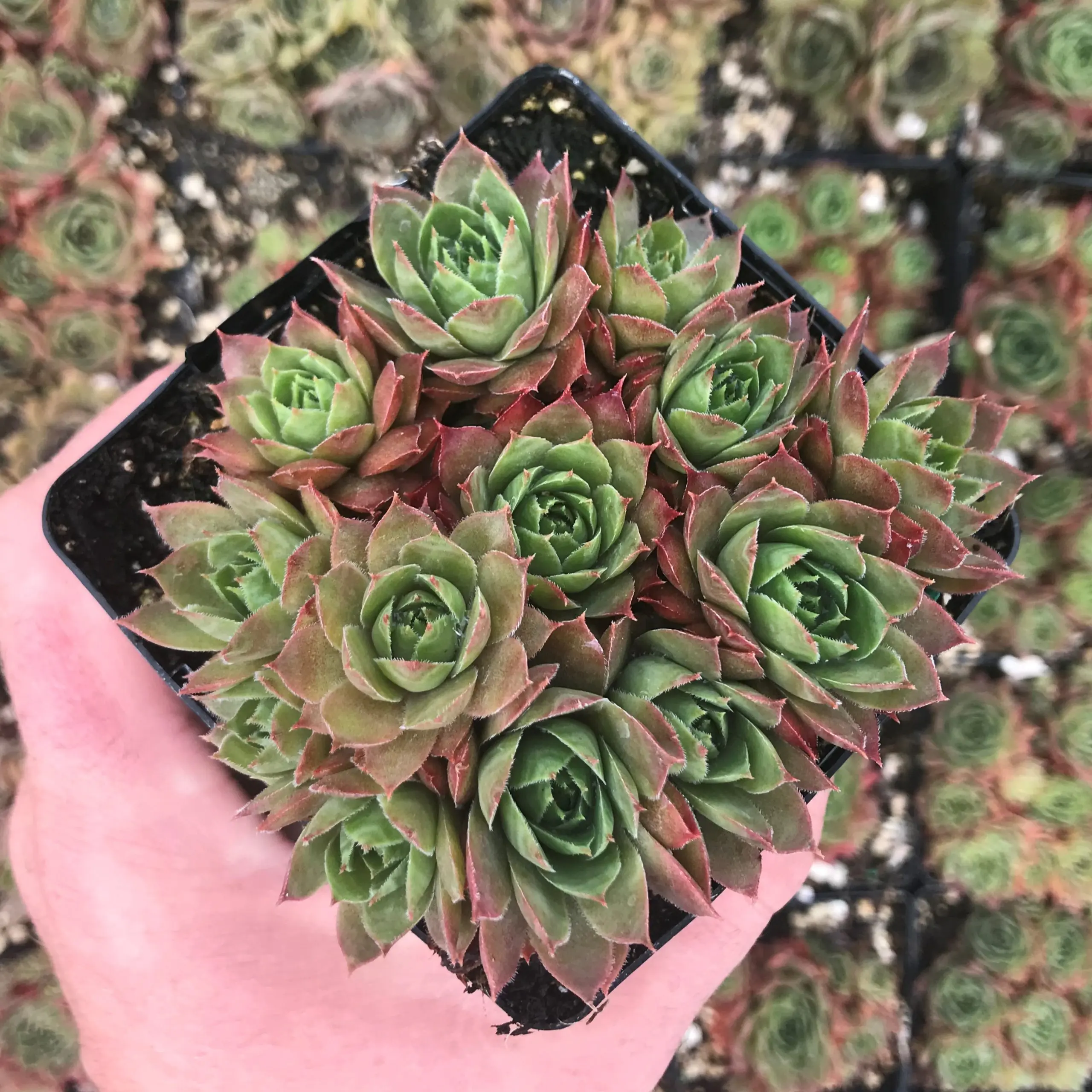 Sempervivum 'Glowing Embers' - Hens & Chicks (3.5" Pot) | Little Prince of  Oregon Nursery