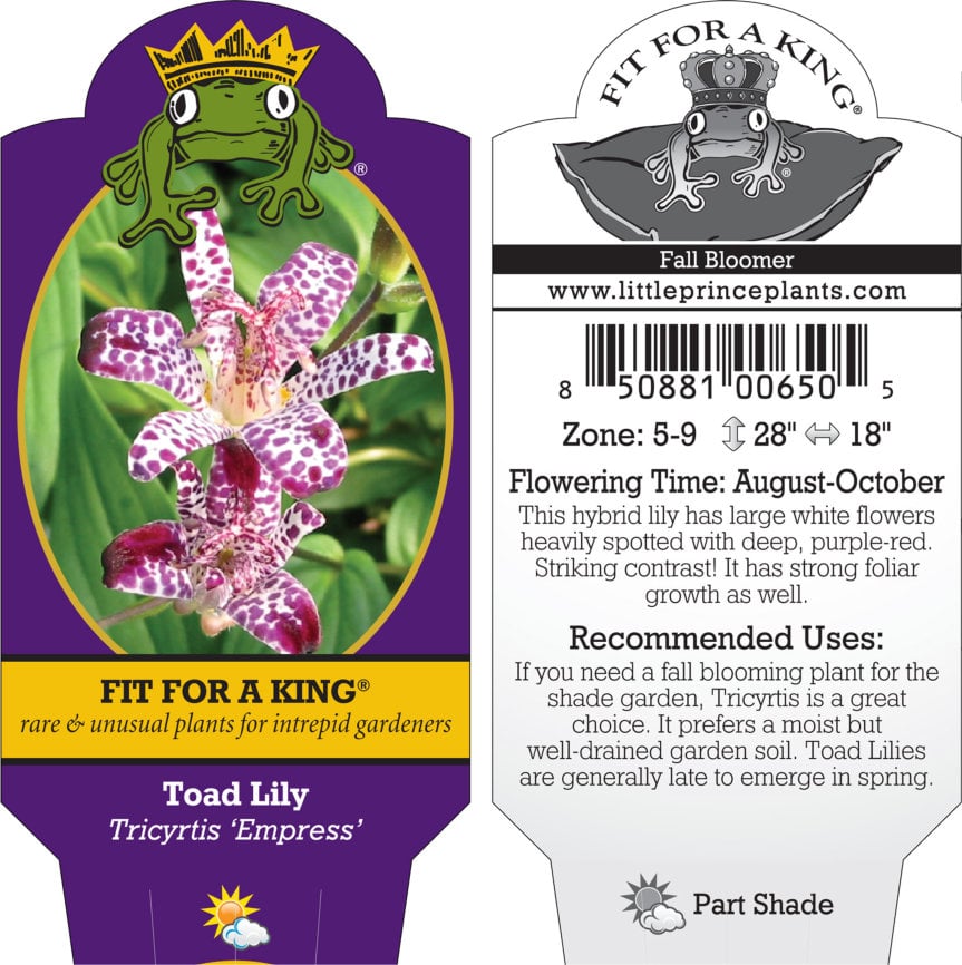 Tricyrtis 'Empress' - Toad Lily (4.5