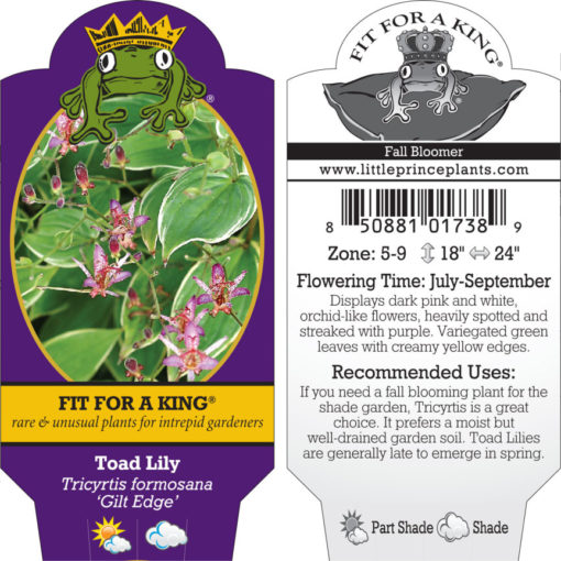 Tricyrtis formosana 'Gilt Edge' - Toad Lily (4.5