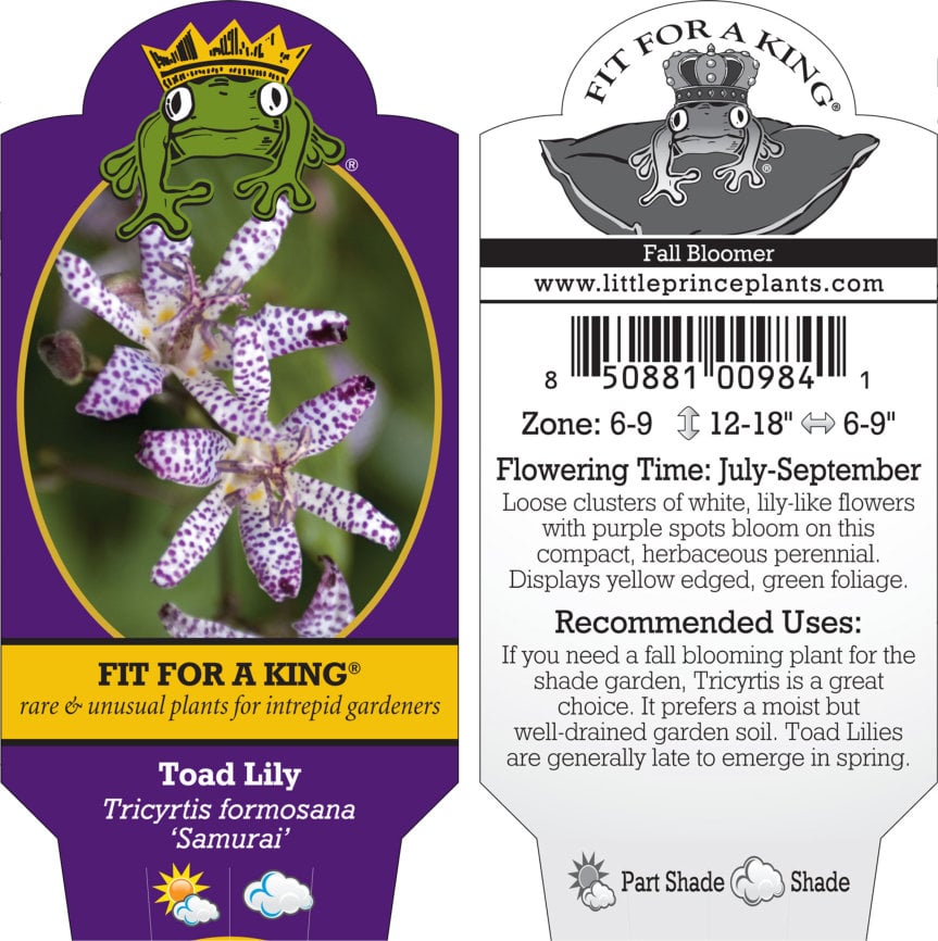 Tricyrtis formosana 'Samurai' - Toad Lily (4.5" Pot) - Image 4