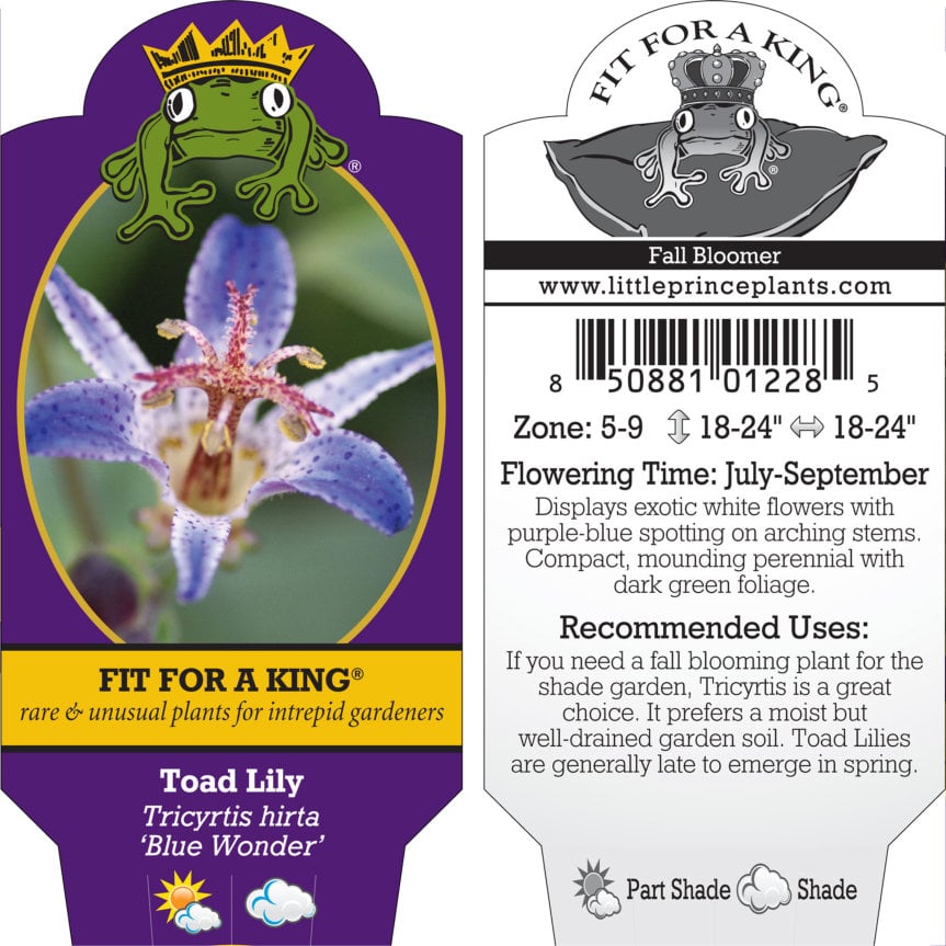 Tricyrtis hirta 'Blue Wonder' - Toad Lily (4.5" Pot) - Image 5