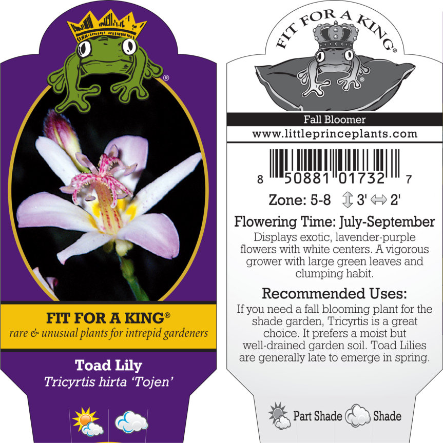 Tricyrtis hirta 'Tojen' - Toad Lily (4.5
