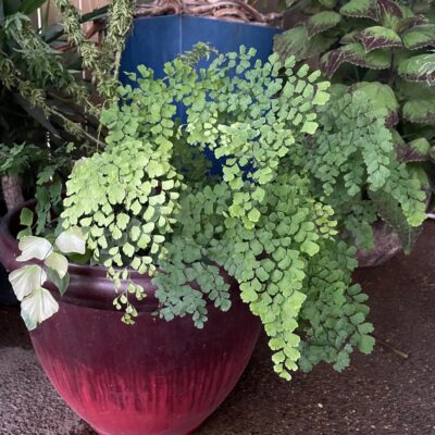 Adiantum raddianum 'Fragrantissimum' (4.5" Pot)