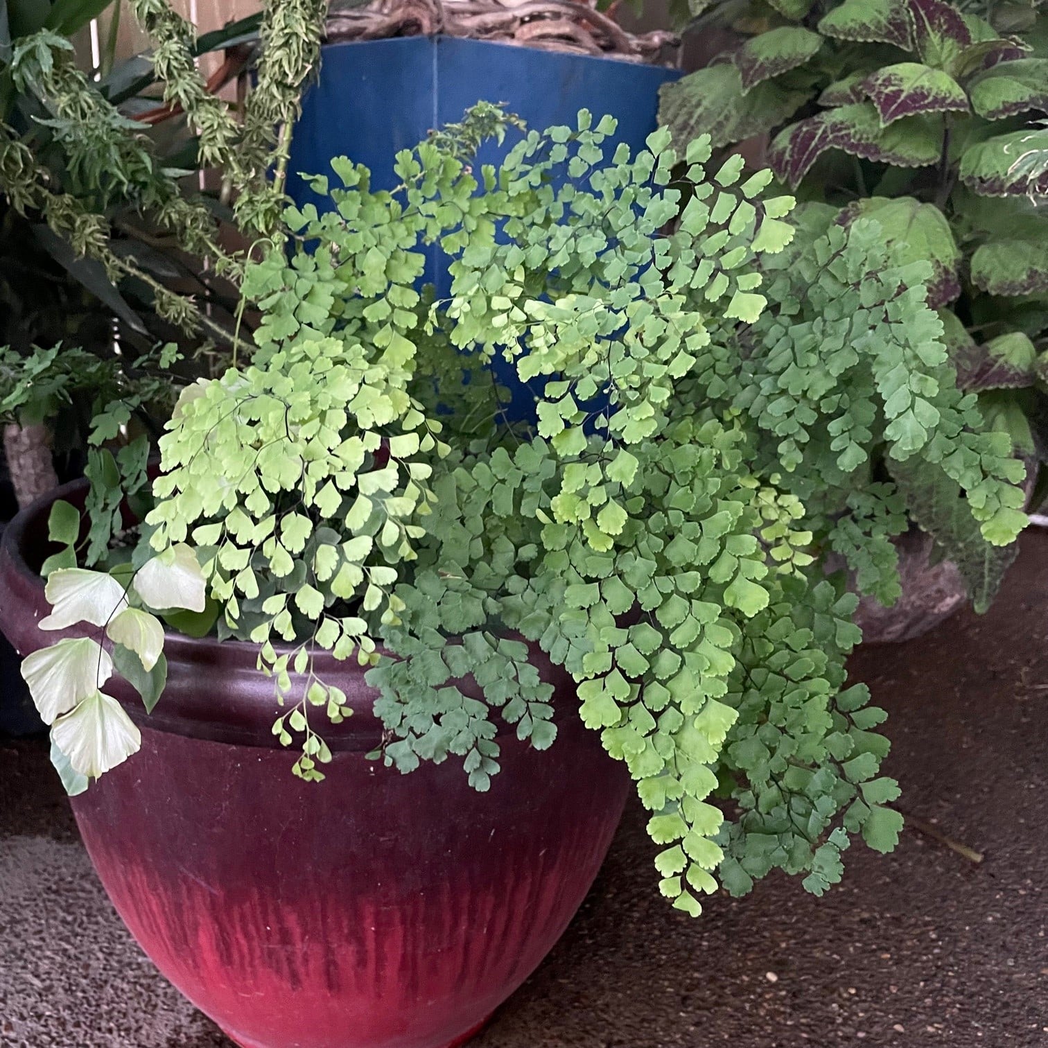 Adiantum raddianum 'Fragrantissimum' (4.5" Pot)