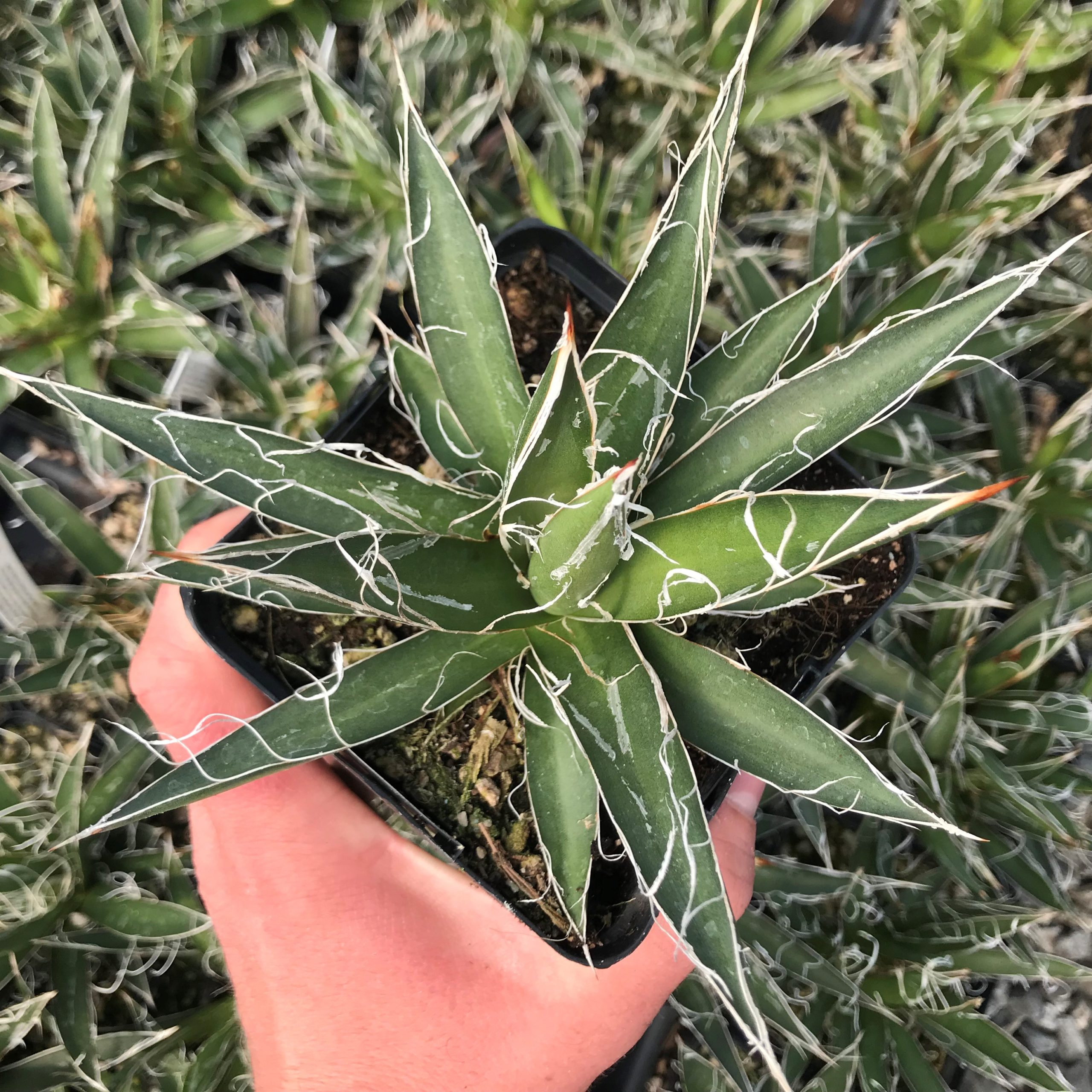 Agave filifera - Thread Agave (4.5" Pot)