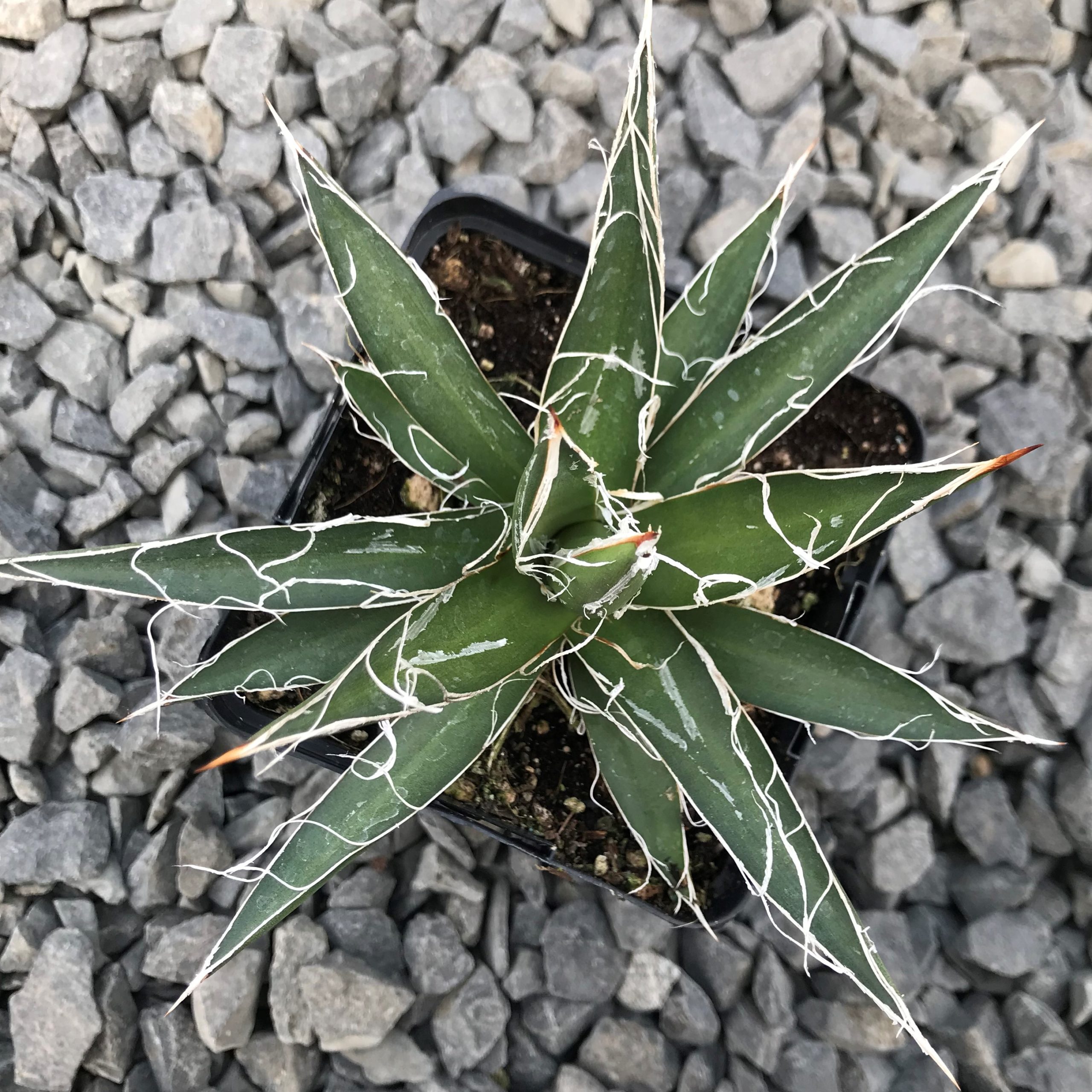 Agave filifera - Thread Agave (4.5" Pot) - Image 4