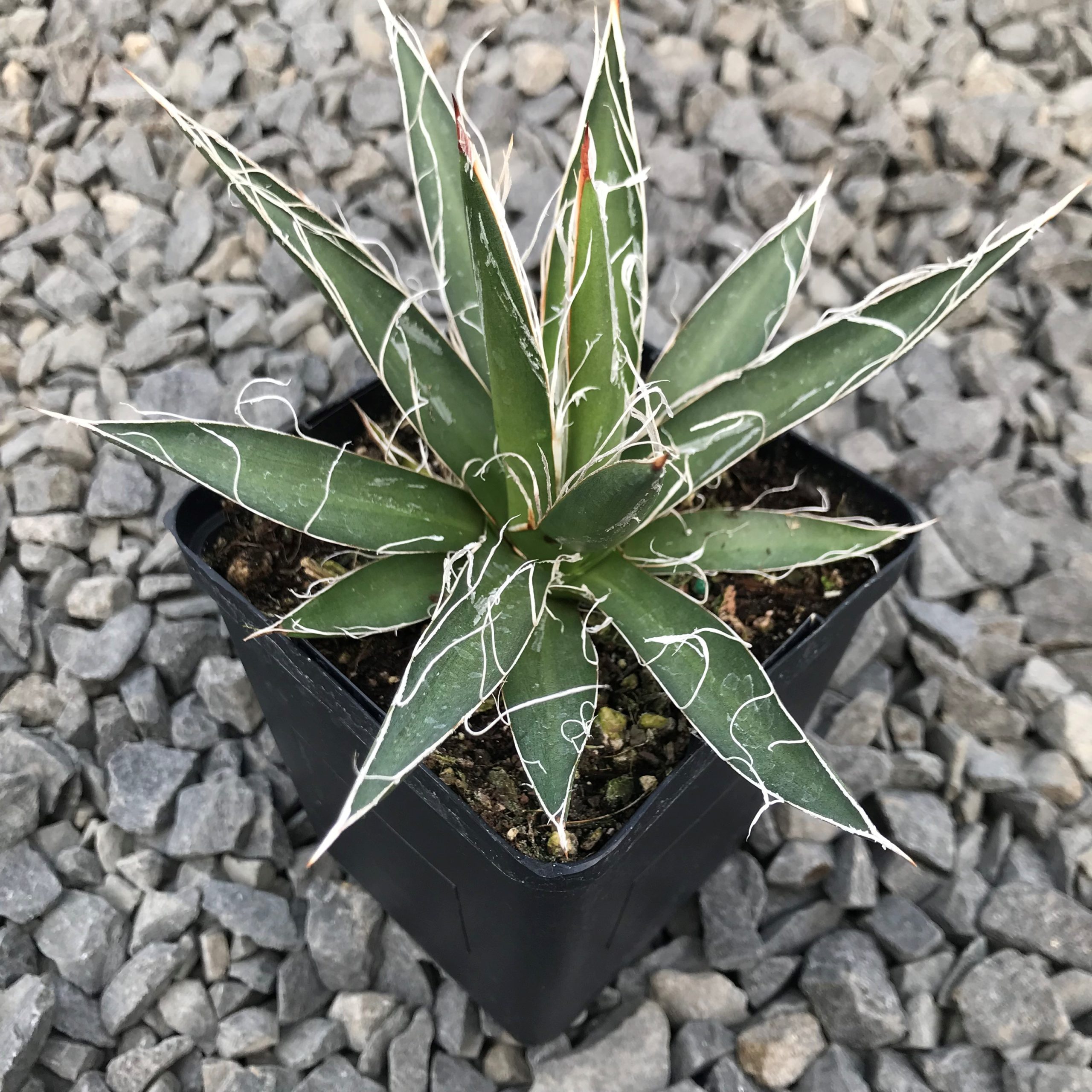 Agave filifera - Thread Agave (4.5" Pot) - Image 3