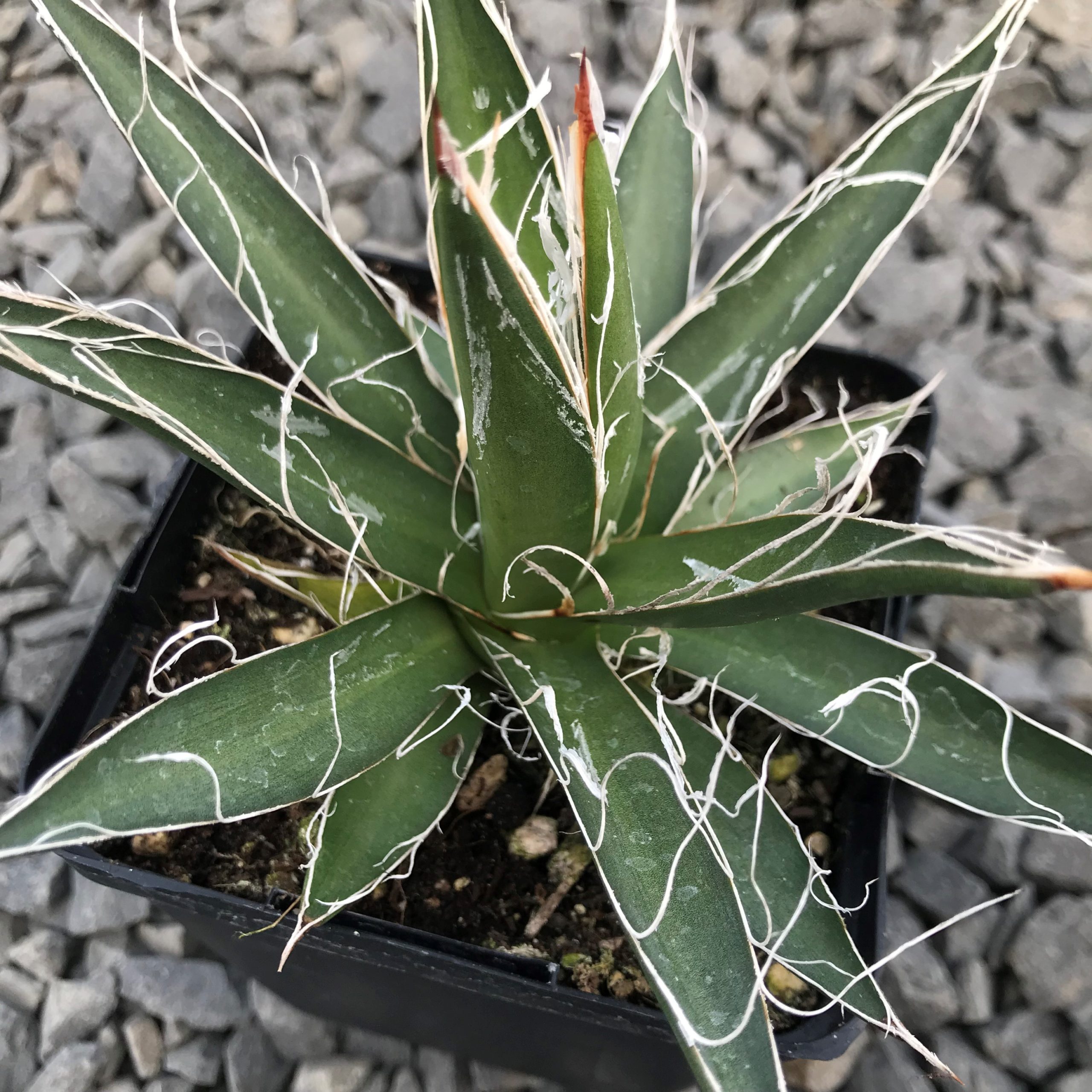Agave filifera - Thread Agave (4.5" Pot) - Image 2