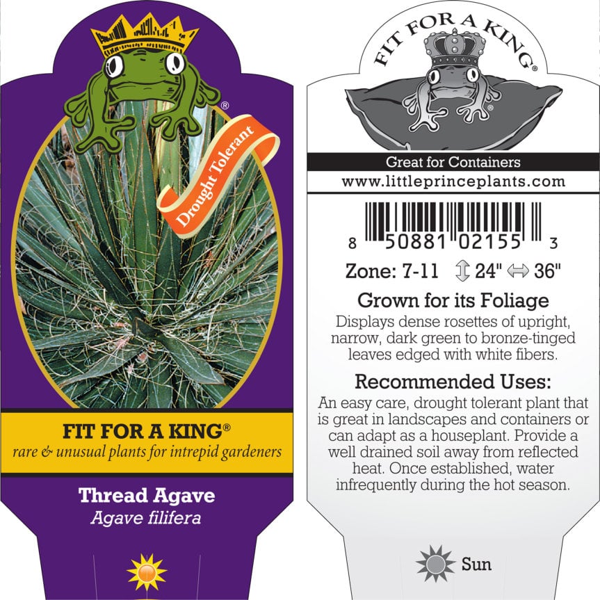 Agave filifera - Thread Agave (4.5" Pot) - Image 5