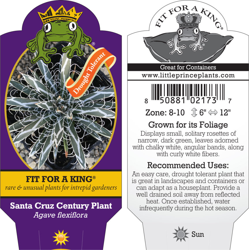 Agave flexiflora - Santa Cruz Century Plant (4.5" Pot) - Image 5