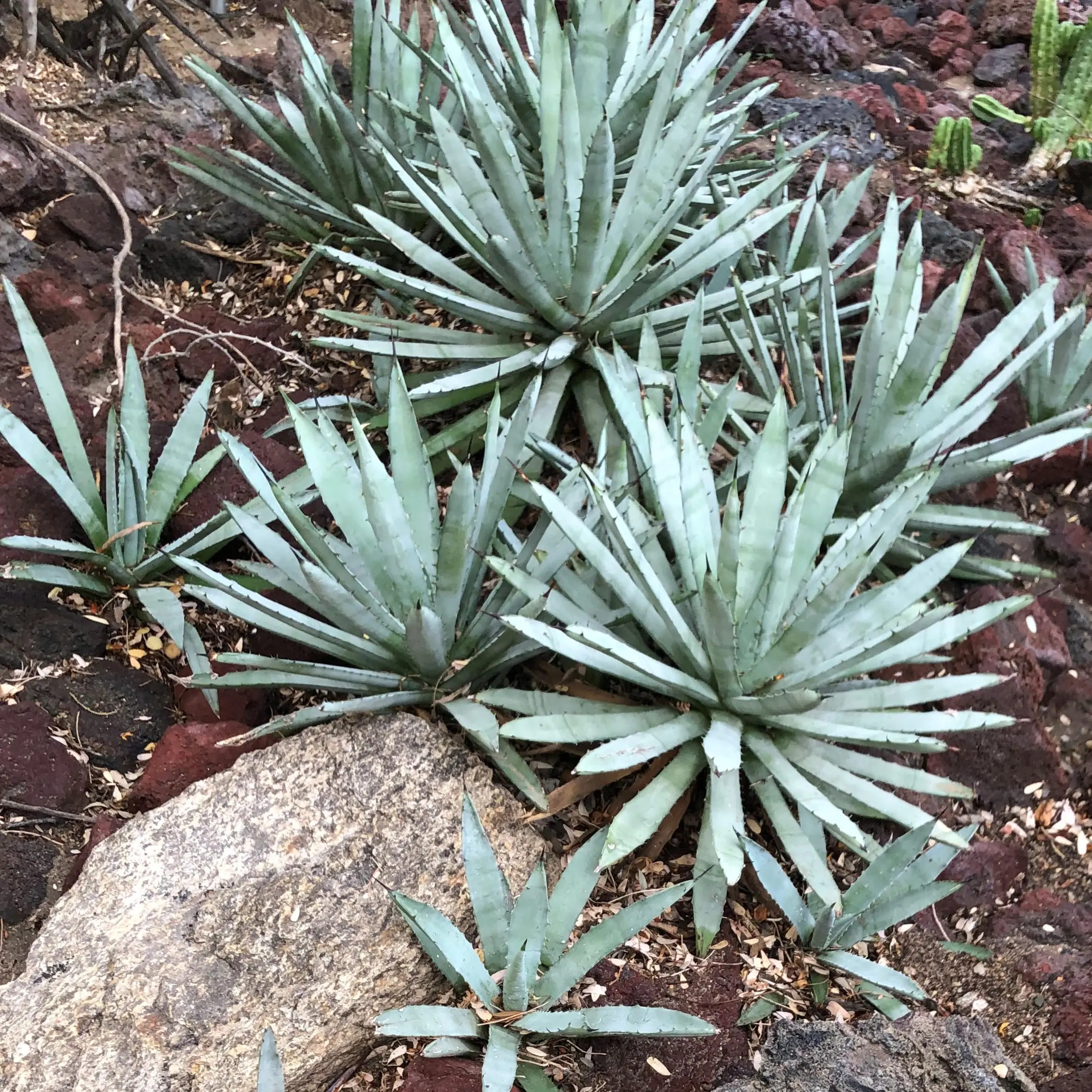 Agave macroacantha - Black Spined Century Plant (4.5