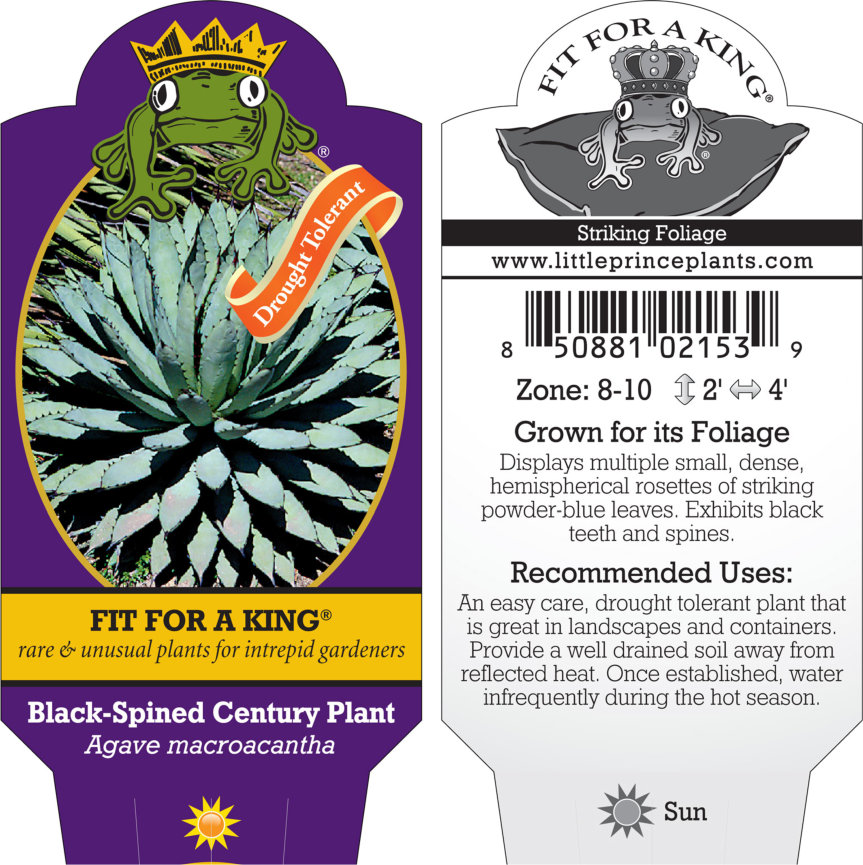 Agave macroacantha - Black Spined Century Plant (4.5" Pot) - Image 6