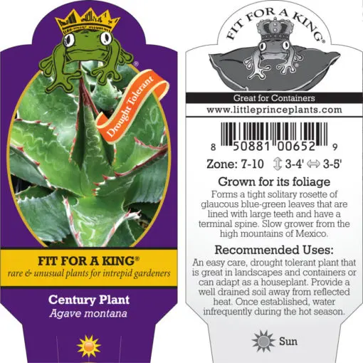 Agave montana - Century Plant (4.5 Agave montana - Century Plant (4.5