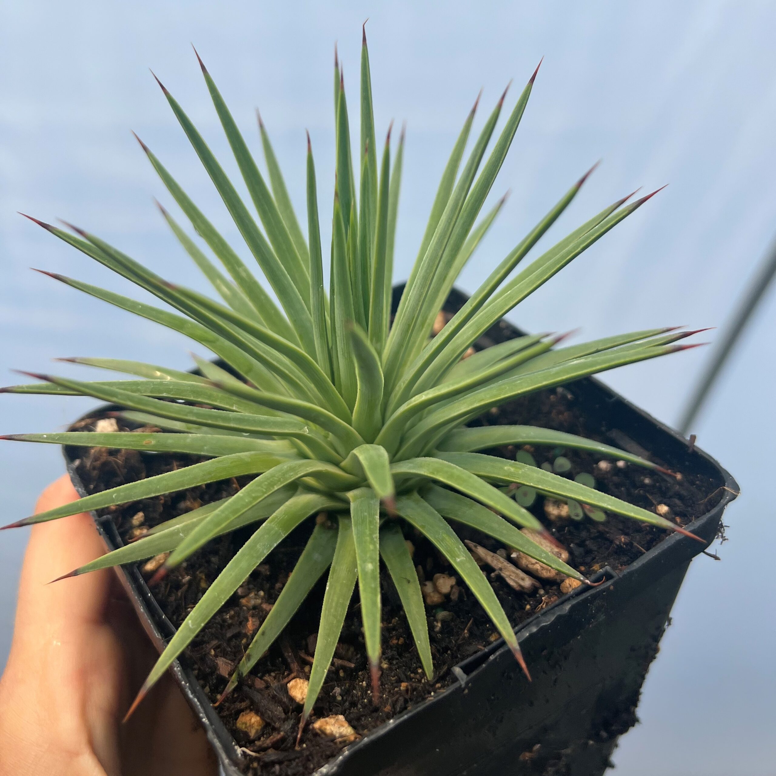 Agave stricta - Hedgehog Agave (4.5" Pot) | Little Prince of Oregon Nursery