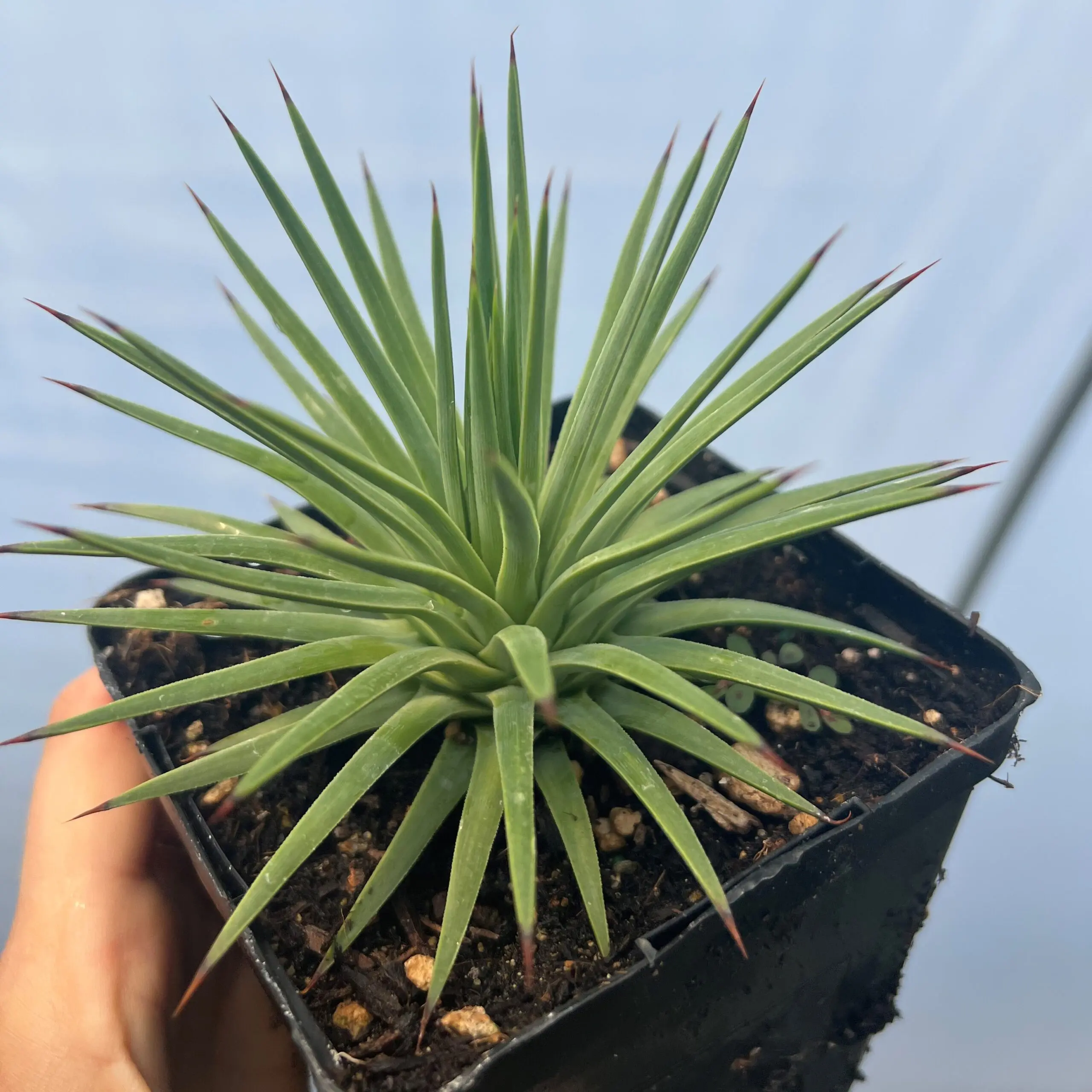 Agave stricta - Hedgehog Agave (4.5