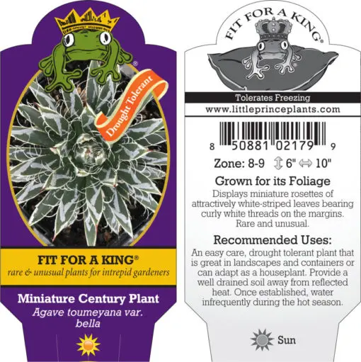 Agave toumeyana var. bella - Miniature Century Plant (4.5" Pot) | Little  Prince of Oregon Nursery