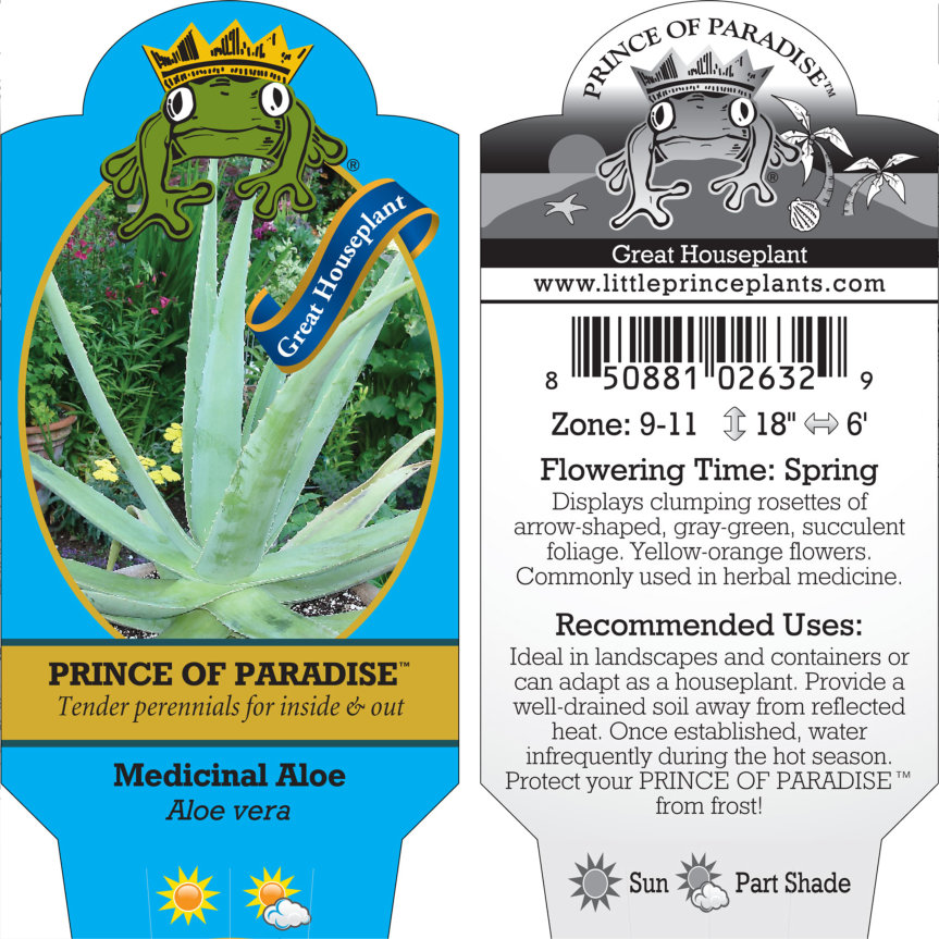 Aloe vera - Medicinal Aloe (4.5" Round) | Little Prince of Oregon Nursery